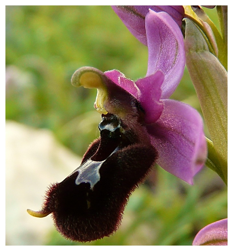 Ophrys bertoloniiformis x O. tenthredinifera